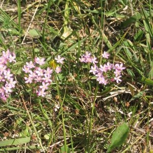 Photographie n°49024 du taxon Centaurium erythraea Rafn [1800]