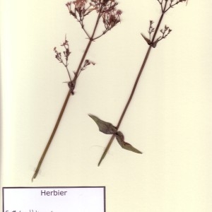 Photographie n°49025 du taxon Centranthus ruber (L.) DC. [1805]