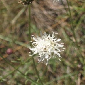 Photographie n°49028 du taxon Cephalaria leucantha (L.) Schrad. ex Roem. & Schult. [1818]