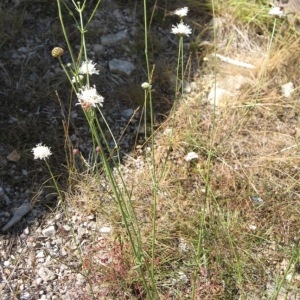 Photographie n°49029 du taxon Cephalaria leucantha (L.) Schrad. ex Roem. & Schult. [1818]