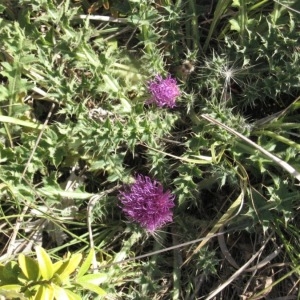 Photographie n°49039 du taxon Cirsium acaulon (L.) Scop. [1769]