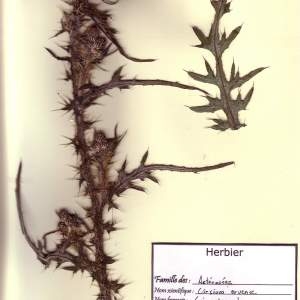 Photographie n°49040 du taxon Cirsium arvense (L.) Scop. [1772]