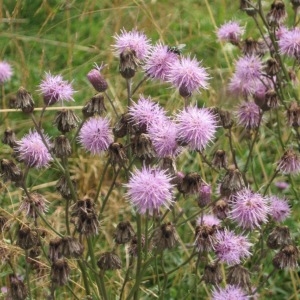 Photographie n°49041 du taxon Cirsium arvense (L.) Scop. [1772]