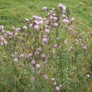 Photographie n°49042 du taxon Cirsium arvense (L.) Scop. [1772]