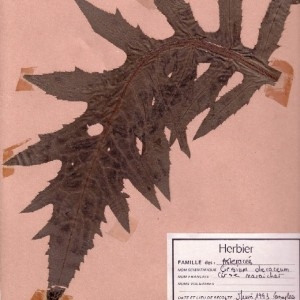 Photographie n°49046 du taxon Cirsium oleraceum (L.) Scop. [1769]