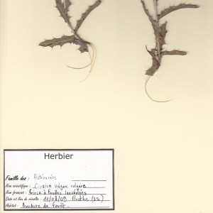 Photographie n°49048 du taxon Cirsium vulgare subsp. vulgare 