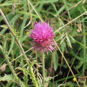 Photographie n°49049 du taxon Cirsium vulgare subsp. vulgare 