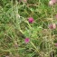  Laurent Petit - Cirsium vulgare subsp. vulgare 