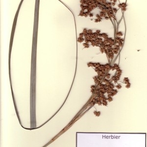  - Cladium mariscus (L.) Pohl [1809]