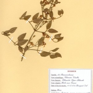 Photographie n°49055 du taxon Clematis vitalba L. [1753]