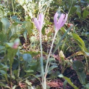 Photographie n°49063 du taxon Colchicum multiflorum Brot. [1804]