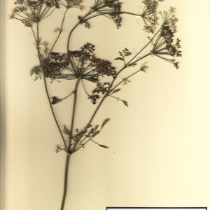 Photographie n°49064 du taxon Conium maculatum L. [1753]