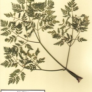 Photographie n°49065 du taxon Conium maculatum L. [1753]