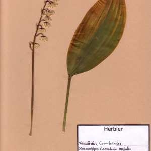 Photographie n°49067 du taxon Convallaria majalis L. [1753]