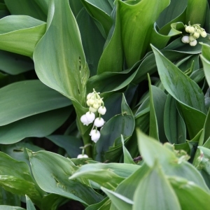 Photographie n°49068 du taxon Convallaria majalis L. [1753]