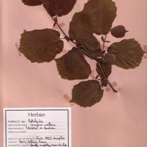 Photographie n°49079 du taxon Corylus avellana L. [1753]
