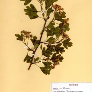 Photographie n°49084 du taxon Crataegus monogyna Jacq. [1775]