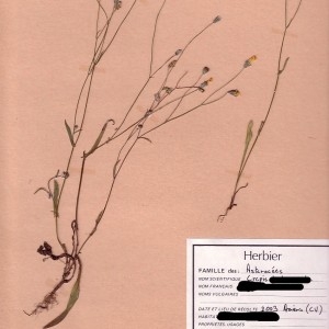  - Crepis capillaris (L.) Wallr. [1840]