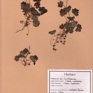 Photographie n°49095 du taxon Cymbalaria muralis G.Gaertn., B.Mey. & Scherb. [1800]