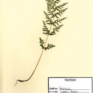 Photographie n°49099 du taxon Cystopteris fragilis (L.) Bernh. [1805]