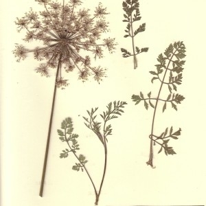 Photographie n°49105 du taxon Daucus carota L. [1753]