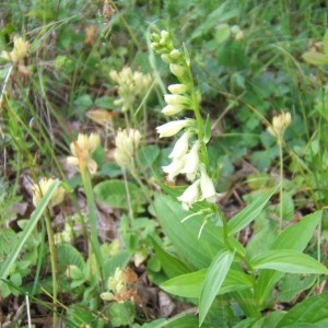 Photographie n°49118 du taxon Digitalis lutea L. [1753]