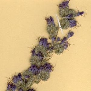 Photographie n°49134 du taxon Echium vulgare L. [1753]