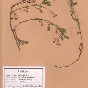 Photographie n°49153 du taxon Erodium moschatum (L.) L'Hér. [1789]