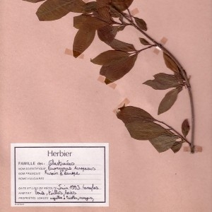 Photographie n°49158 du taxon Euonymus europaeus L. [1753]