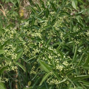 Photographie n°49159 du taxon Euonymus europaeus L. [1753]