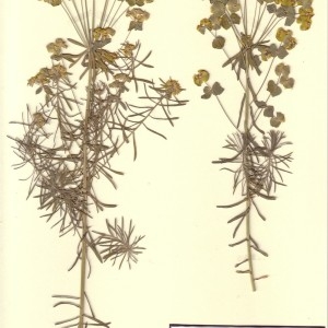 Photographie n°49165 du taxon Euphorbia cyparissias L. [1753]