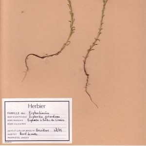  - Euphorbia seguieriana subsp. seguieriana 