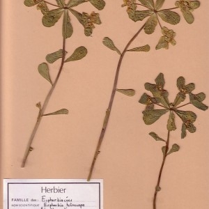 Photographie n°49169 du taxon Euphorbia helioscopia L. [1753]