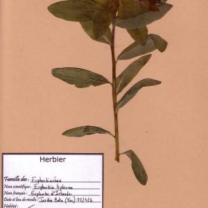 Photographie n°49171 du taxon Euphorbia hyberna L. [1753]