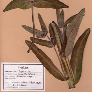 Photographie n°49172 du taxon Euphorbia lathyris L. [1753]