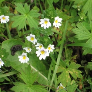 Photographie n°49181 du taxon Euphrasia officinalis L. [1753]