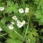  Laurent Petit - Euphrasia officinalis L. [1753]