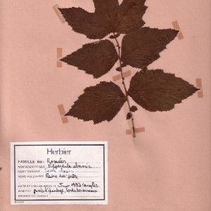 Photographie n°49183 du taxon Filipendula ulmaria (L.) Maxim. [1879]