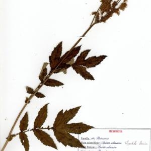 Photographie n°49184 du taxon Filipendula ulmaria (L.) Maxim. [1879]