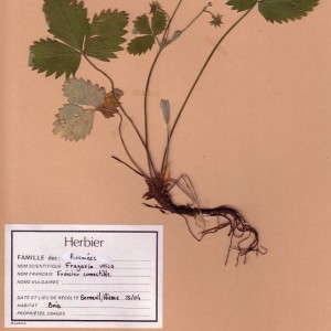 Photographie n°49187 du taxon Fragaria vesca L. [1753]