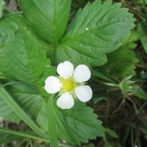 Photographie n°49188 du taxon Fragaria vesca L. [1753]