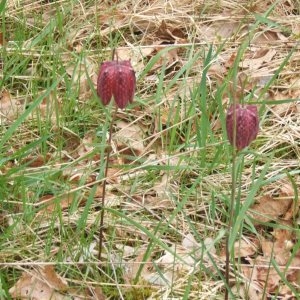 Photographie n°49195 du taxon Fritillaria meleagris L.