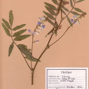 Photographie n°49203 du taxon Galega officinalis L. [1753]