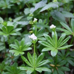 Photographie n°49207 du taxon Galium odoratum (L.) Scop. [1771]