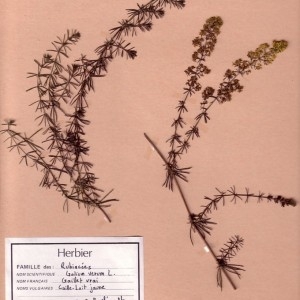 Photographie n°49211 du taxon Galium verum L. [1753]