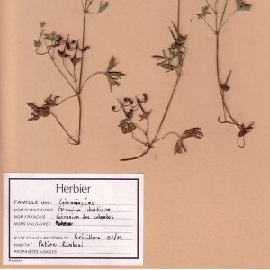 Photographie n°49216 du taxon Geranium columbinum L. [1753]