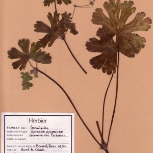 Photographie n°49220 du taxon Geranium pyrenaicum Burm.f. [1759]