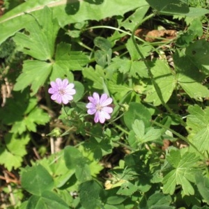 Photographie n°49222 du taxon Geranium pyrenaicum Burm.f. [1759]