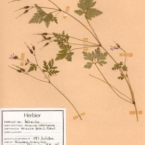 Photographie n°49223 du taxon Geranium robertianum L. [1753]