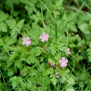 Photographie n°49224 du taxon Geranium robertianum L. [1753]